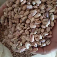 *لوبیا*چیتی*ازبک*