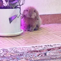خرگوش لوپ نر