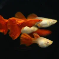 ماهی زینتی کالر گوپی