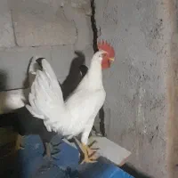 خروس سفید محلی جوان