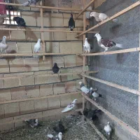 حدود بیست و پنج تا جوجه کبوتر پرشی