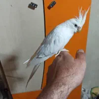 البینو نر سخنگو به شرط شرط