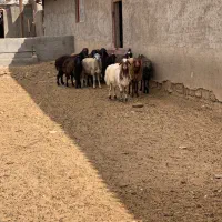 تقلی یا بره فروشی ماده