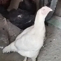 لاری اوشامو