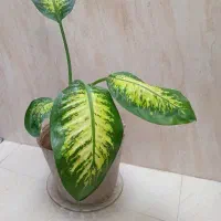 گل دفین باخیا