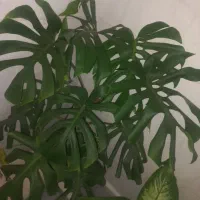 گل برگ انجیری زیبا