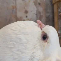 کبوتر پاپر کاکلی