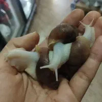 حراج تعدادی حلزون آچاتینا و آفریقایی