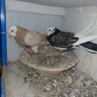 کفتر سورور تهرانی