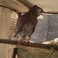 کبوتر