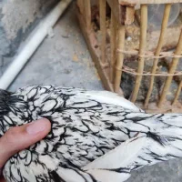 مرغ سیبرایت سیلیور