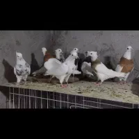10 عدد طوقی تازه 10 پری شدن