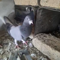 کبوتر