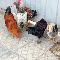 خروس