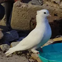 ۳جفت کبوتر طوقی  ز.یبا با جوجه