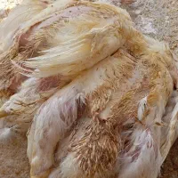جمع آوری تلفات مرغ