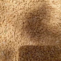 فروش گندم درجه دیمی