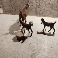 با سلام  بزه دو کهره