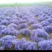 زمین آب نصفه کاری زعفران شیروان روستای ورگ