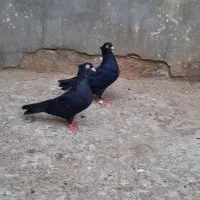 کبوتر زاغ