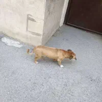 سگ قهوه ای خونگی بدون قلاده