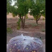 عناب ترد و تازه