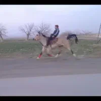 اسب یورقه