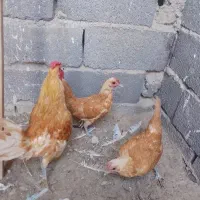 مرغ و خروس سبرایت بوف