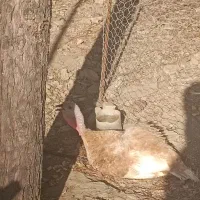 بوقلمون بوربورن کرچ
