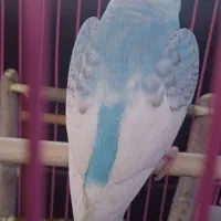 مرغ عشق