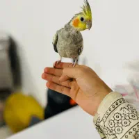 عروس هلندی دستی گلباقالی با قفس و لوازم