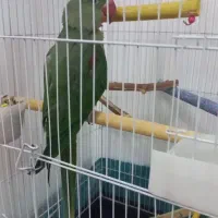 پرنده