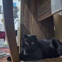 گربه اسکاتیش