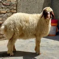 بز و میش و بره نر و ماده و کهره برای عید قربان