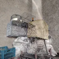 پرنده