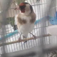 سهره سرسیاه