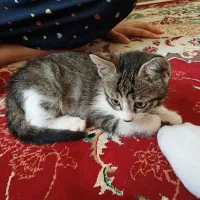بچه گربه ۲ماهه