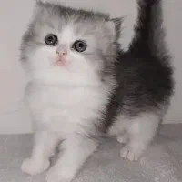 گربه بریتیش ماده