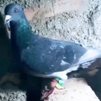 گم شده