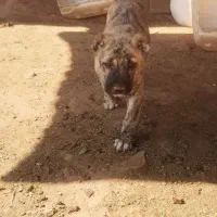 توله ماده کوچوک