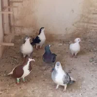 کبوتر
