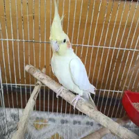 سلام  عروس هلندی ماده