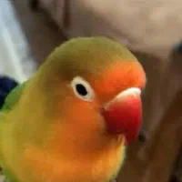 گمشده