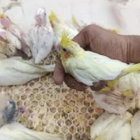 جوجه عروس هلندی