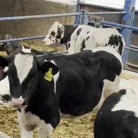 7راس گوساله قطع شیر نر قلم درشت درجه یک