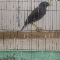 مرغ مینا سخنگو