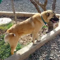 سگ سرابی  ۱۱ ماهه