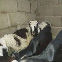 بره فروشی