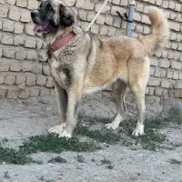 ماده سرابی