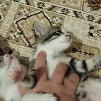 واگذاری چهار عدد گربه سه تا نر یکی ماده